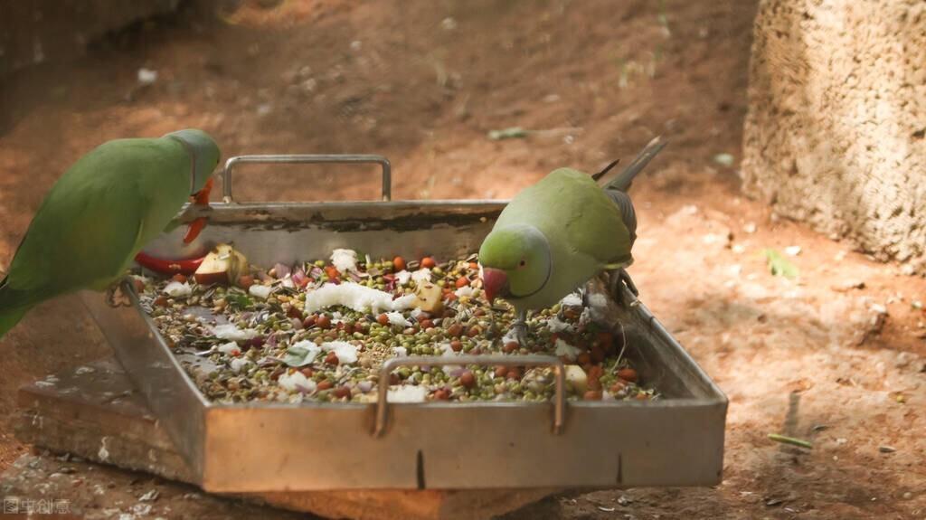 鹦鹉怎么补钙(怎么给鹦鹉补钙)-硒宝网