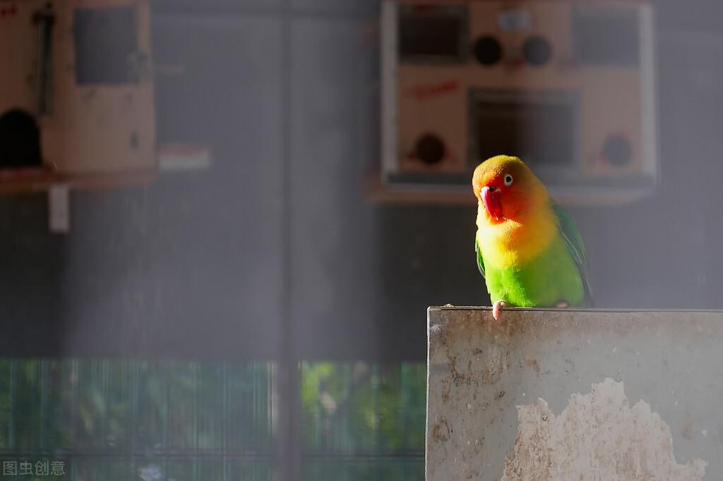 鹦鹉怎么补钙(怎么给鹦鹉补钙)-硒宝网