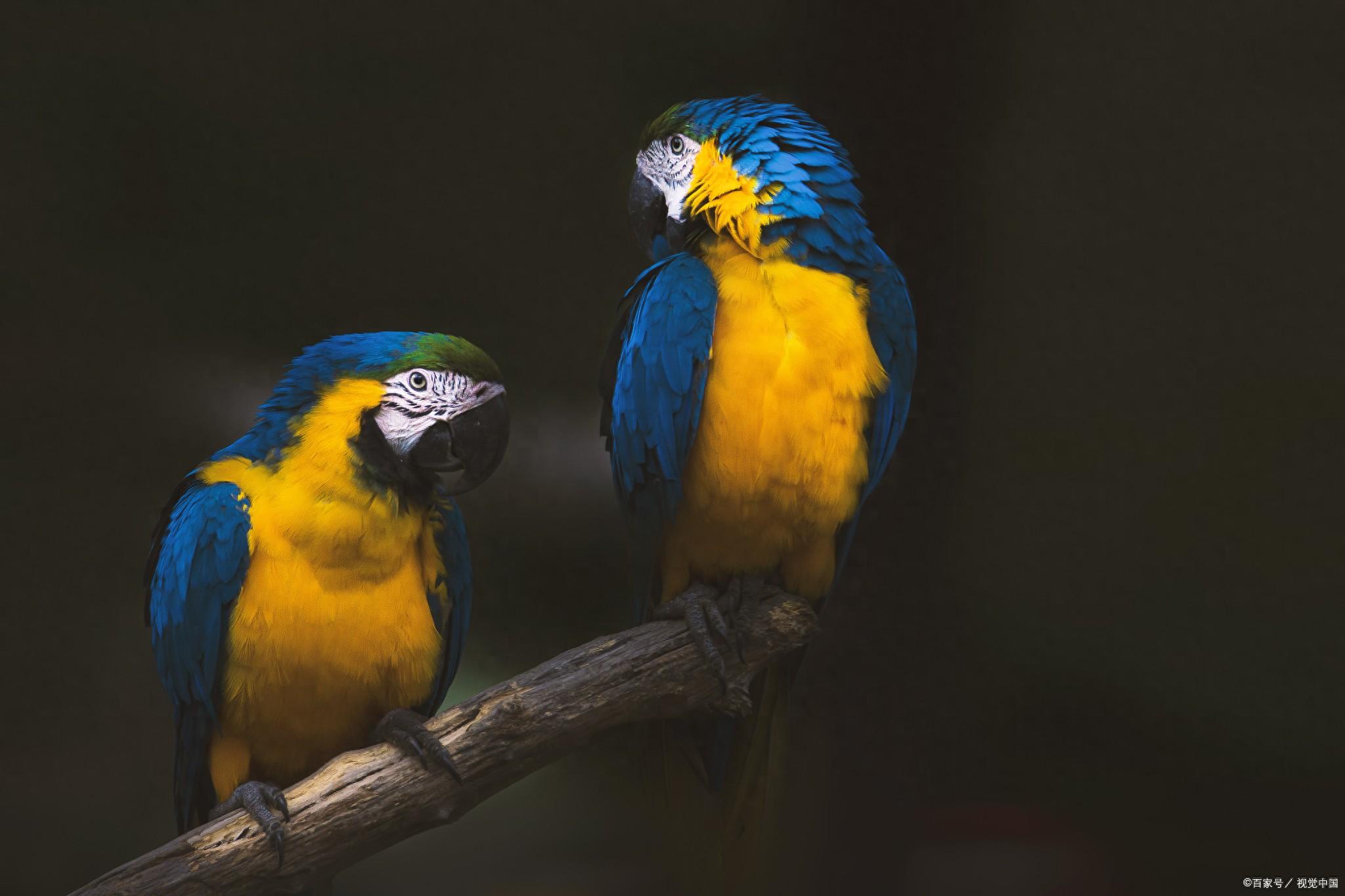 鹦鹉怎么补钙(鹦鹉补钙过量怎么办)-硒宝网