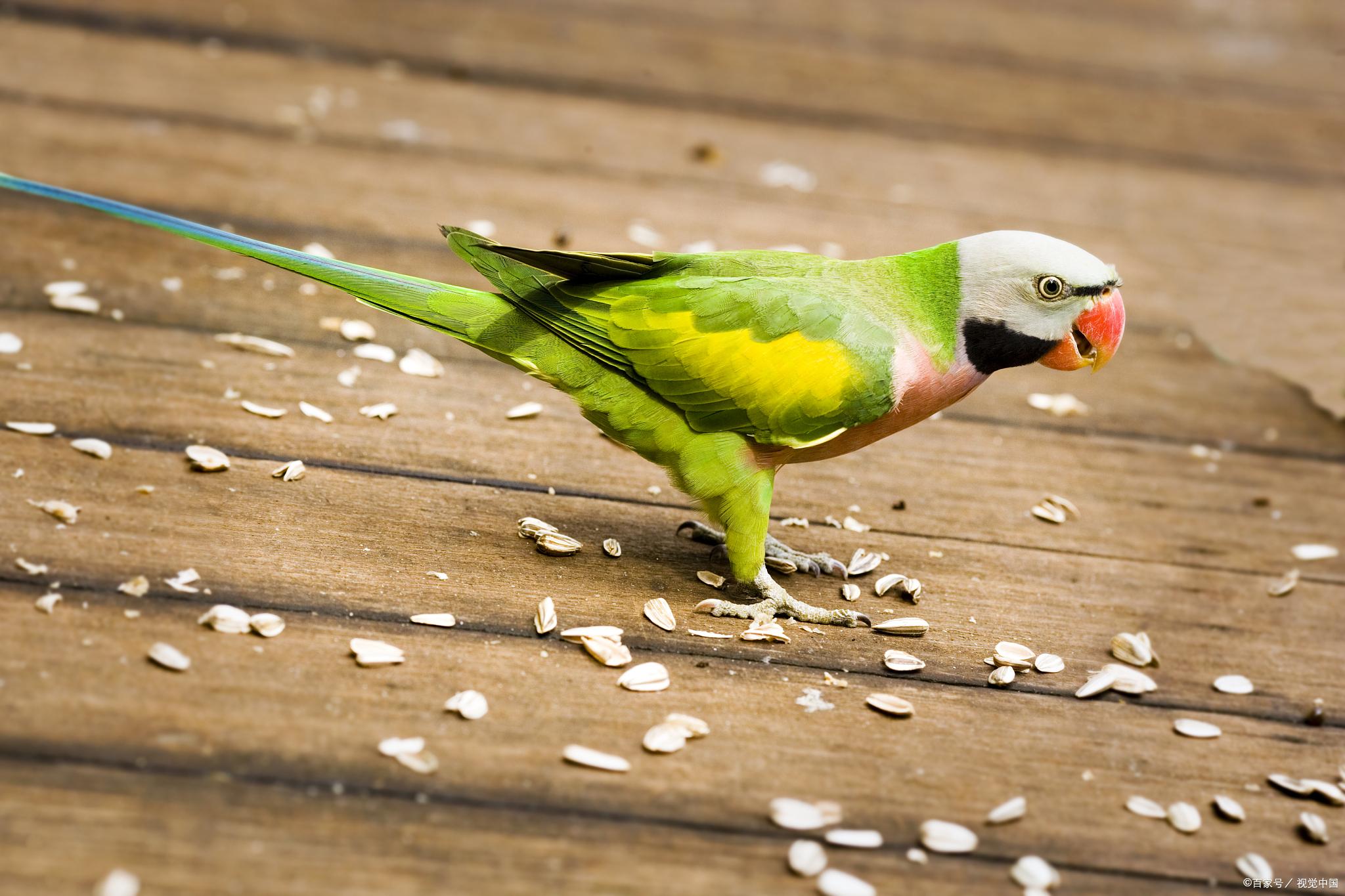 鹦鹉怎么补钙(鹦鹉补钙过量怎么办)-硒宝网