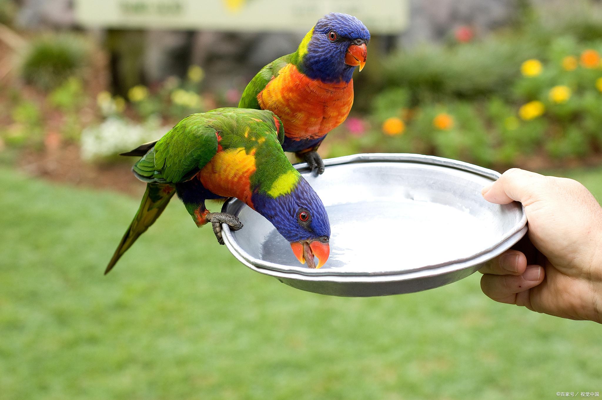 鹦鹉怎么补钙(鹦鹉补钙过量怎么办)-硒宝网