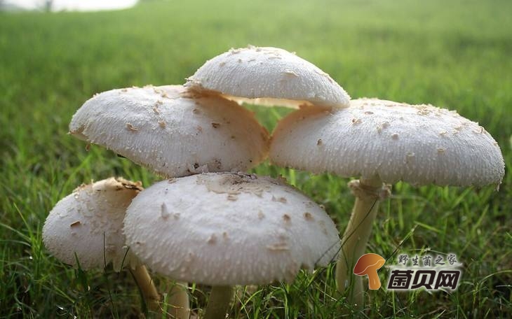宝宝几个月可以补硒(补宝宝硒可以月经期喝吗)-硒宝网