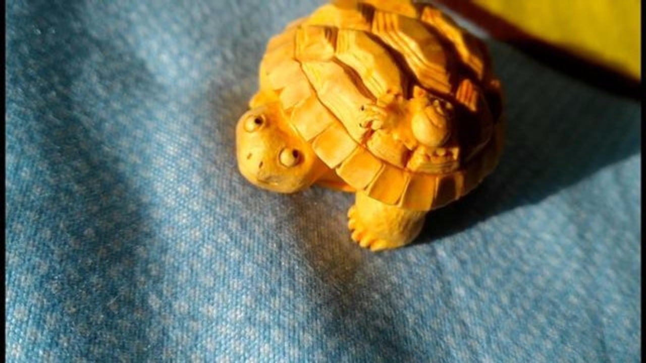 蜗牛吃什么补钙(给蜗牛补钙)-硒宝网