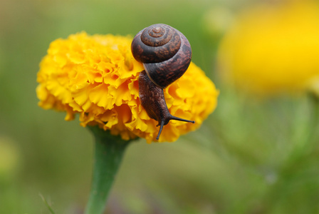 蜗牛吃什么补钙(给蜗牛补钙)-硒宝网