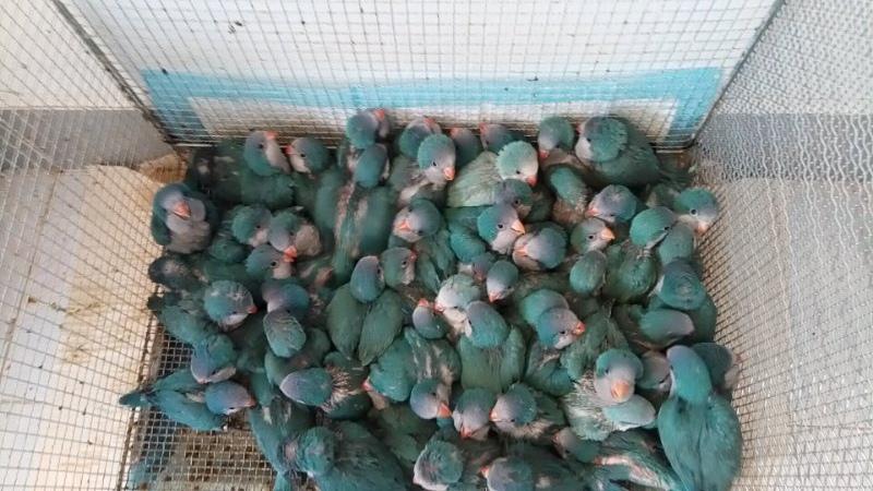 鹦鹉补钙吃什么食物(鹦鹉食物补钙吃多久)-硒宝网