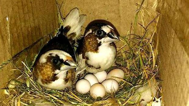 鹦鹉补钙吃什么食物(鹦鹉食物补钙吃多久)-硒宝网