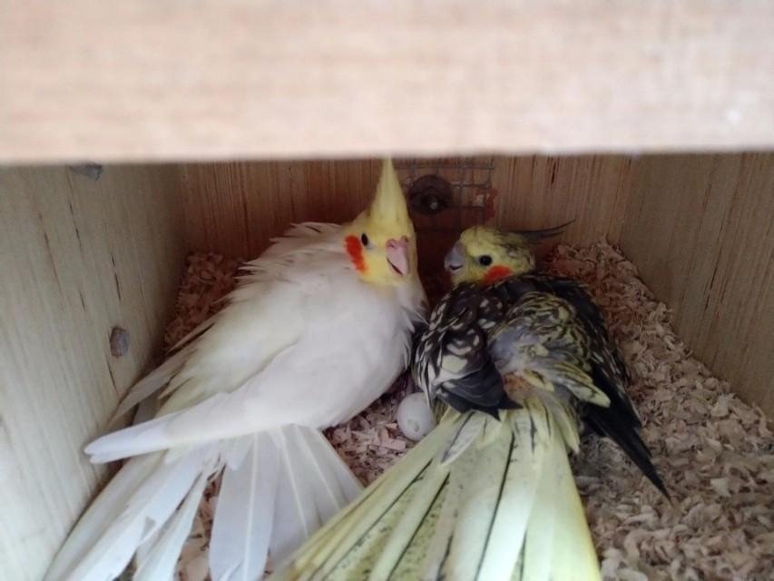 鹦鹉补钙吃什么食物(鹦鹉食物补钙吃多久)-硒宝网