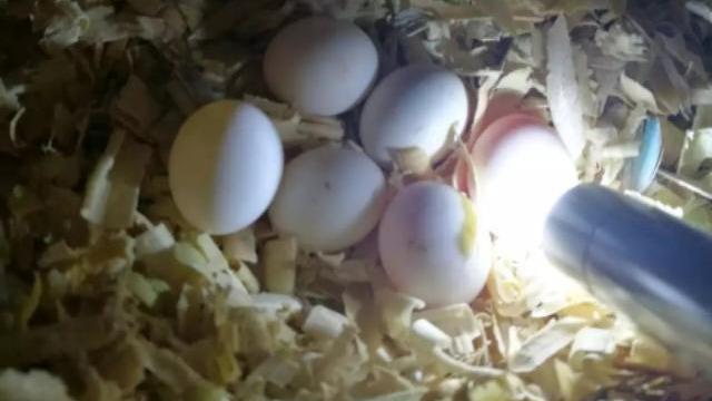 鹦鹉补钙吃什么食物(鹦鹉食物补钙吃多久)-硒宝网