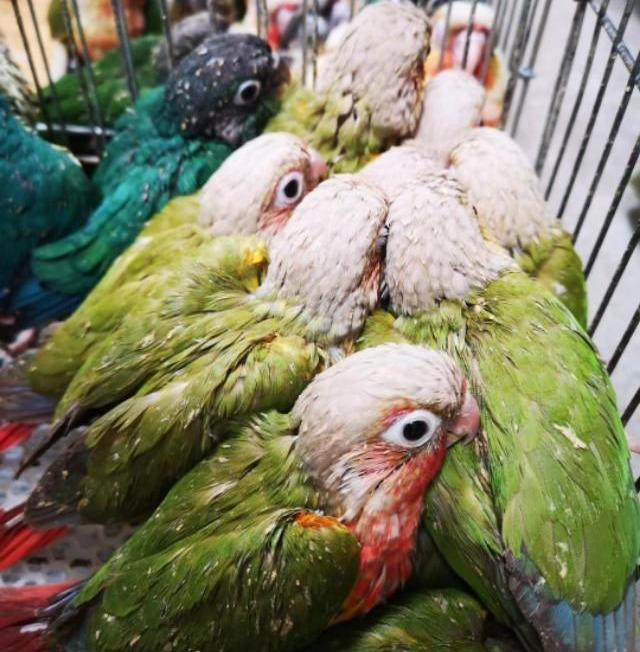 鹦鹉补钙吃什么食物(鹦鹉食物补钙吃多久)-硒宝网