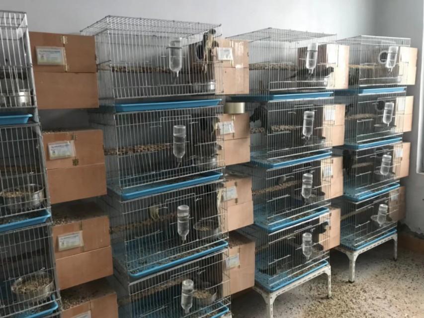 鹦鹉补钙吃什么食物(鹦鹉食物补钙吃多久)-硒宝网