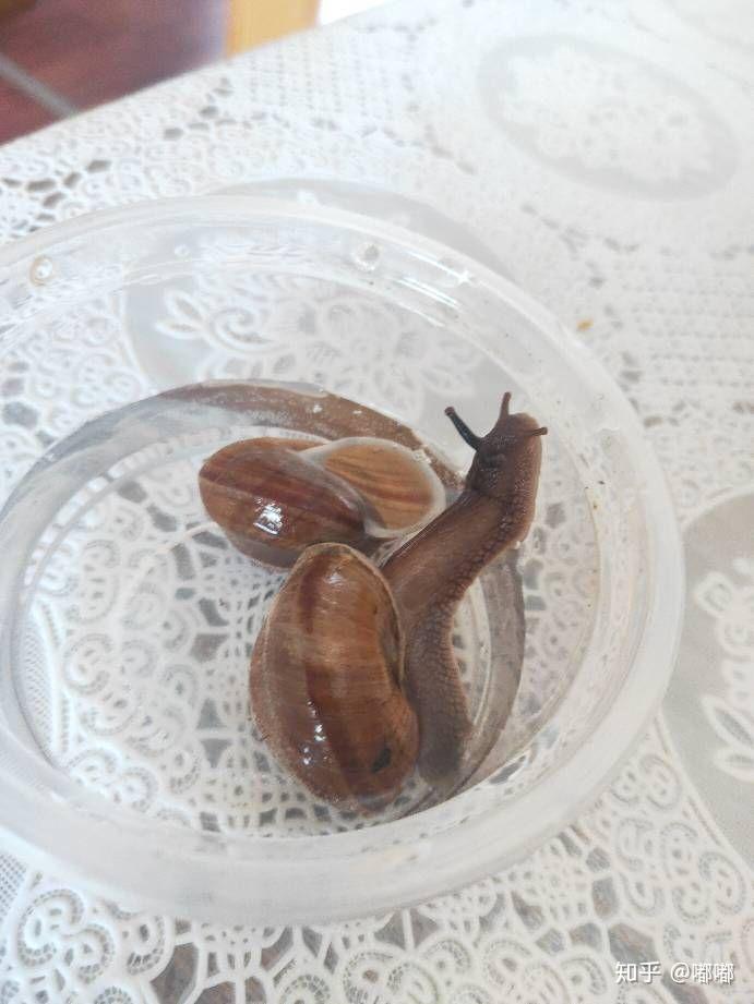 蜗牛吃什么补钙（蜗牛补钙吃鸡蛋壳可以吗）-硒宝网