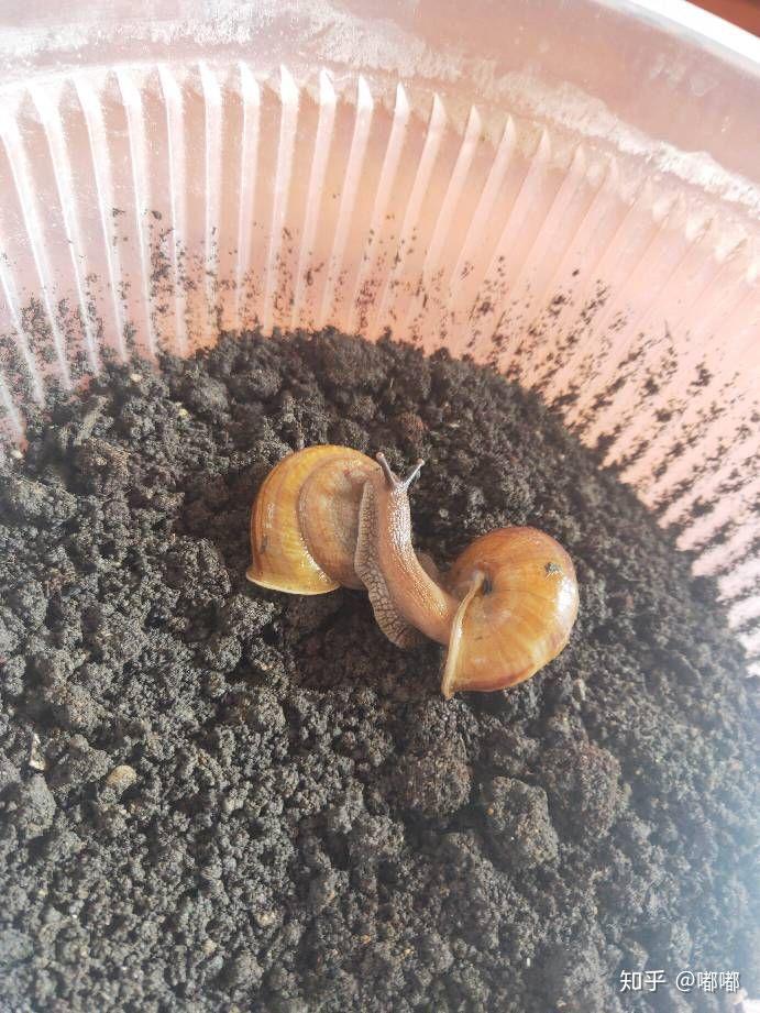 蜗牛吃什么补钙（蜗牛补钙吃鸡蛋壳可以吗）-硒宝网