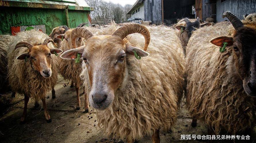 给羊补硒用什么饲料（给羊补硒）-硒宝网