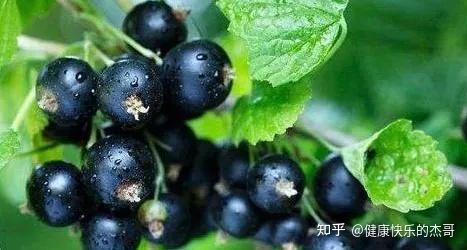 吃水果补硒最快最好（什么水果补硒元素）-硒宝网