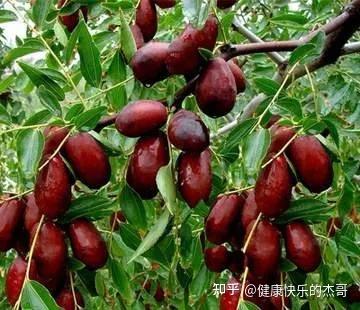 吃水果补硒最快最好（什么水果补硒元素）-硒宝网