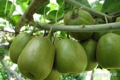 吃水果补硒最快最好（什么水果补硒元素）-硒宝网