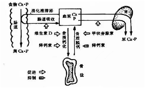 筒子骨补钙吗（补骨钙片）-硒宝网