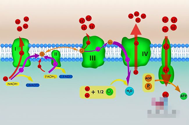 补硒改善更年期肥胖(如何补硒吃高吉星蛋白硒推荐)-硒宝网