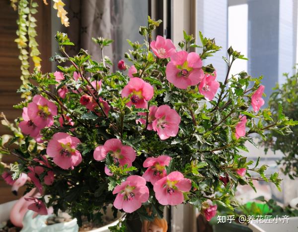 微量元素表口诀（微量元素表口诀图片）-硒宝网