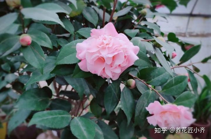 微量元素表口诀（微量元素表口诀图片）-硒宝网