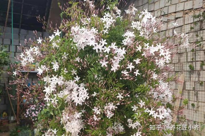 微量元素表口诀（微量元素表口诀图片）-硒宝网