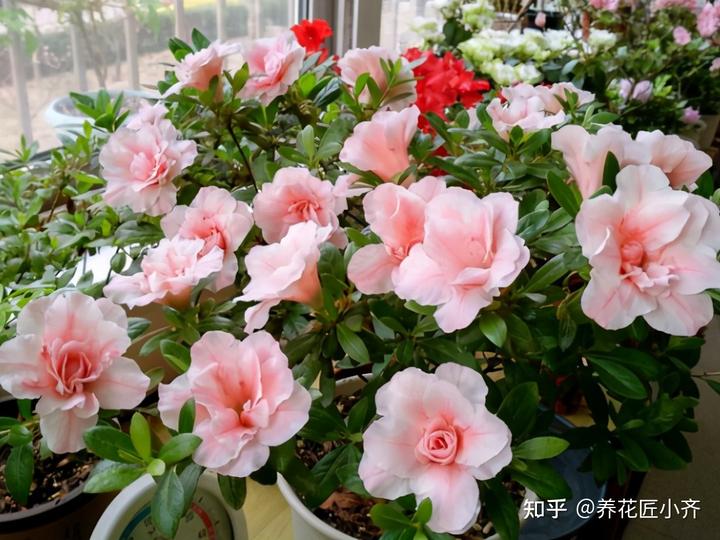 微量元素表口诀（微量元素表口诀图片）-硒宝网