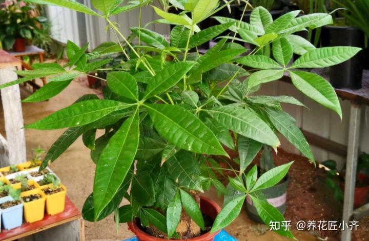 微量元素表口诀（微量元素表口诀图片）-硒宝网