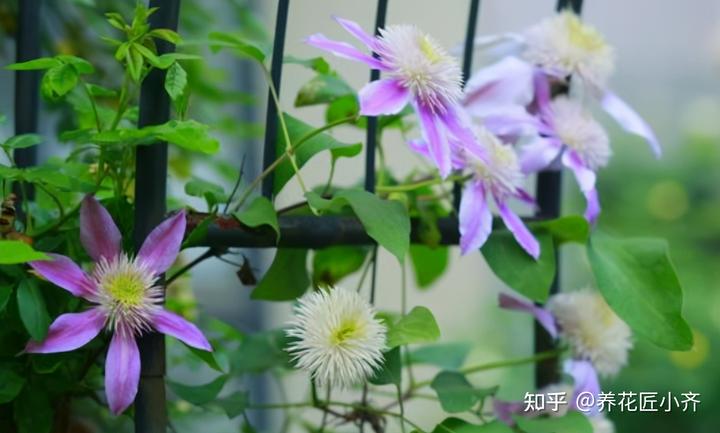 微量元素表口诀（微量元素表口诀图片）-硒宝网