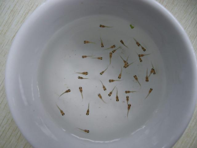 牡蛎补钙吗(补钙牡蛎壳煮多长时间)-硒宝网