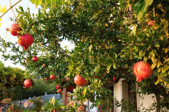 补铁补血的水果(补血水果补铁效果好吗)-硒宝网
