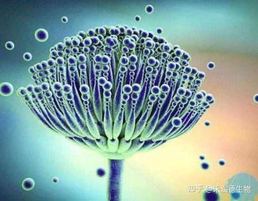 给猪补硒的药有哪些（猪补硒的好处）-硒宝网