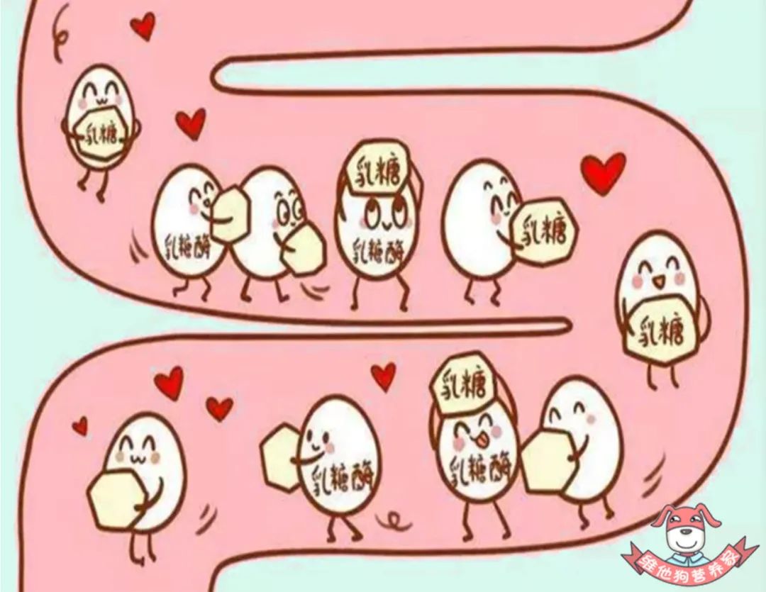 喝酸奶补钙还是喝纯奶补钙(喝补钙酸奶奶纯奶好吗)-硒宝网