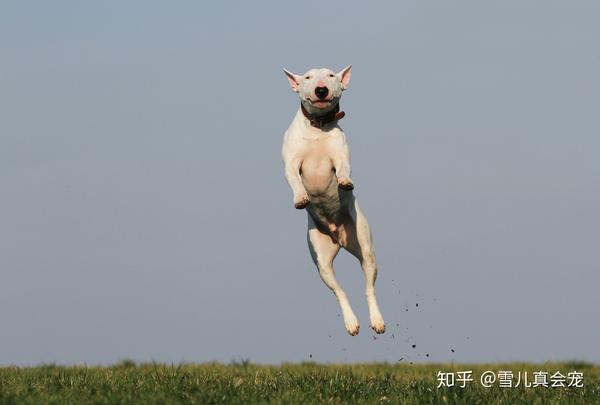 怎么给狗狗补钙(狗狗补钙吃什么食物最好最快)-硒宝网