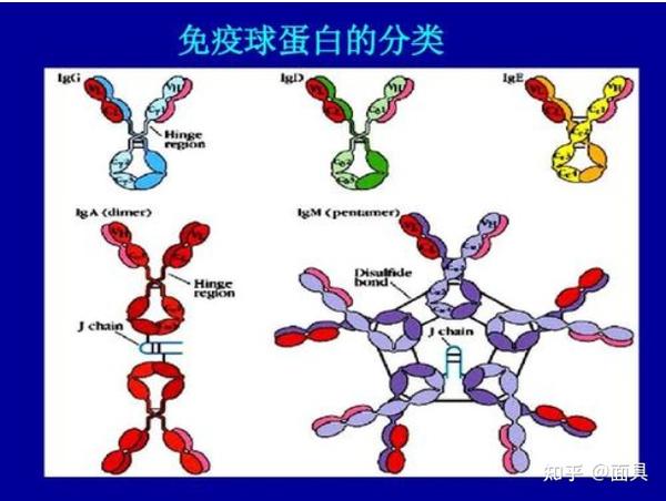 给猪补硒的药有哪些（猪补硒过量怎么办）-硒宝网