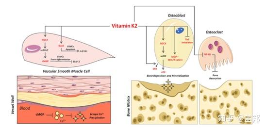 几个月可以补钙(补钙可以吃钙片吗)-硒宝网