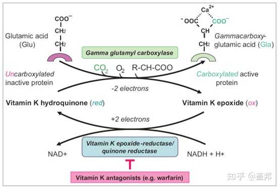 几个月可以补钙(补钙可以吃钙片吗)-硒宝网