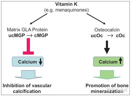 几个月可以补钙(补钙可以吃钙片吗)-硒宝网
