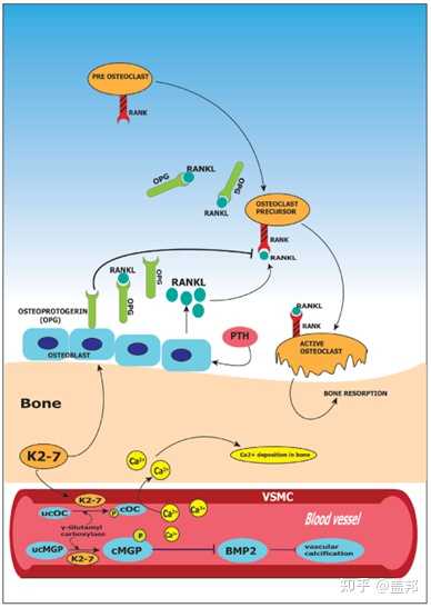 几个月可以补钙(补钙可以吃钙片吗)-硒宝网