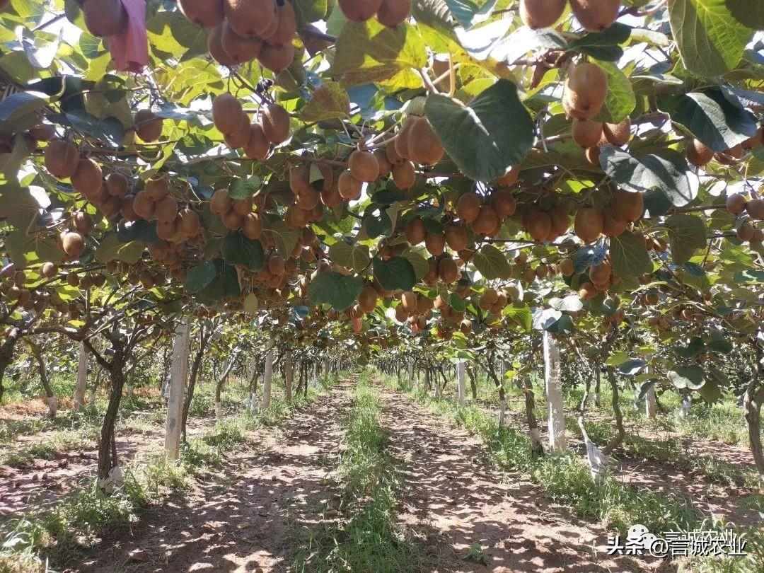 猕猴桃补钙吗（猕猴桃补钙的最佳时间）-硒宝网