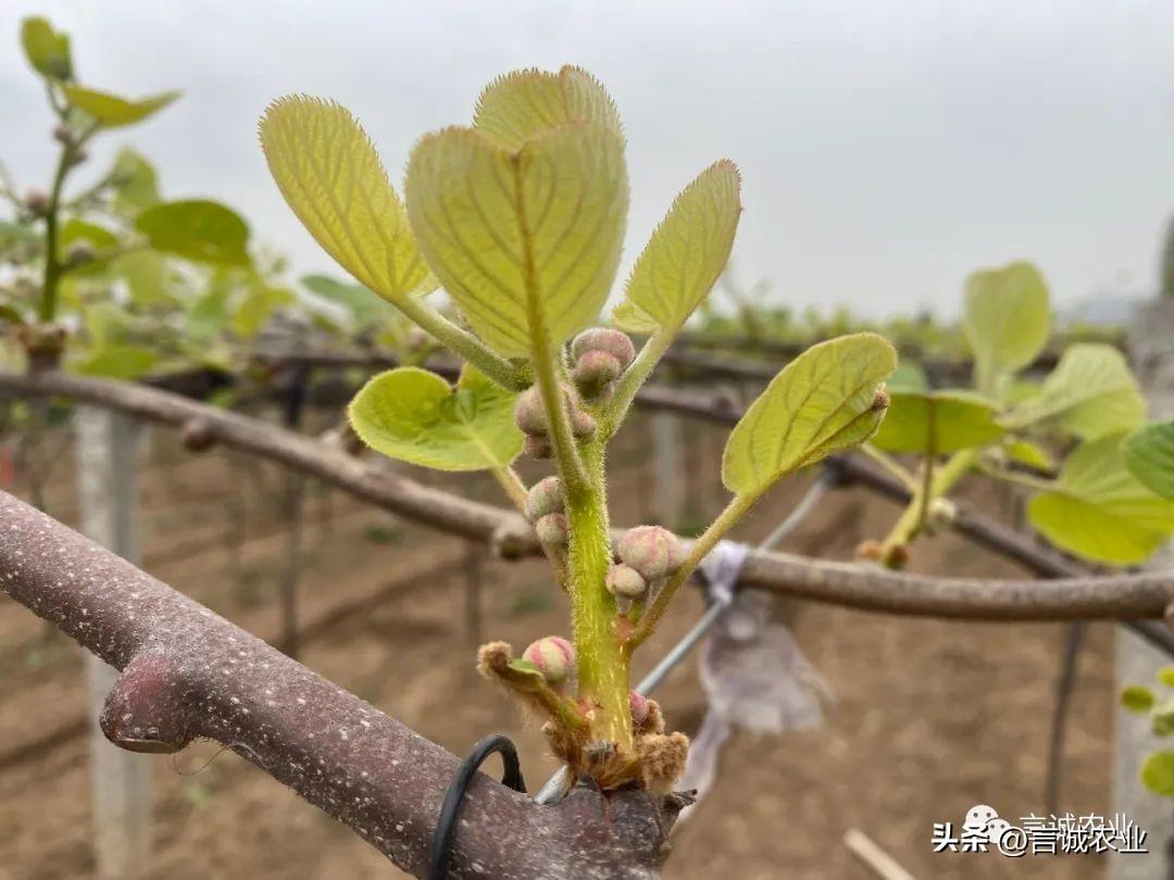 猕猴桃补钙吗（猕猴桃补钙的最佳时间）-硒宝网