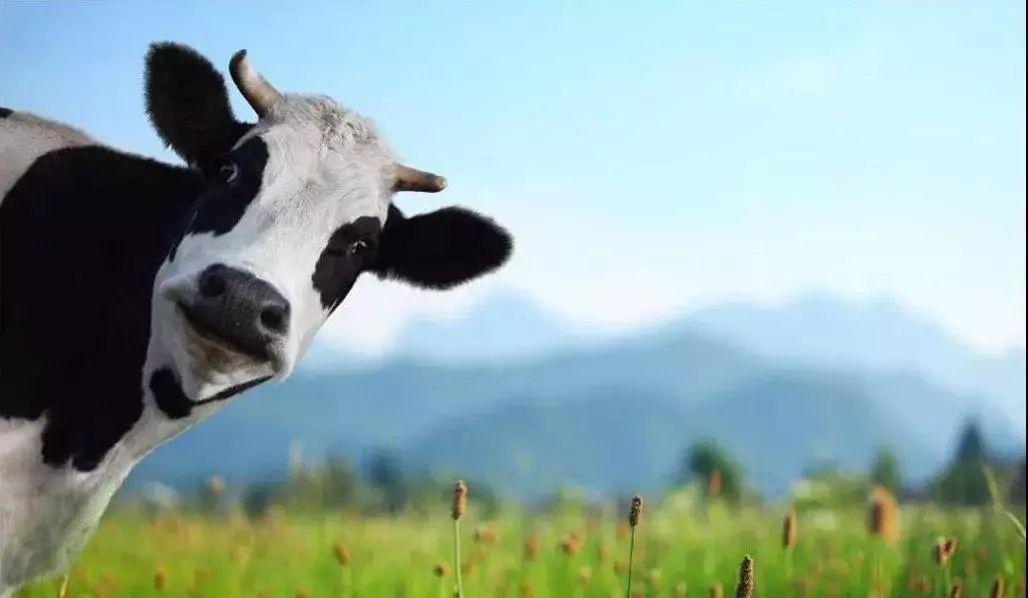 补钙喝什么奶粉好(喝奶粉补钙效果好吗)-硒宝网