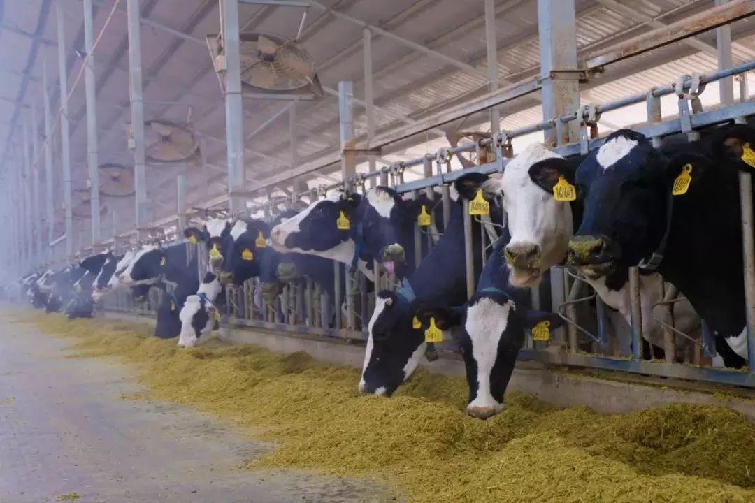 补钙喝什么奶粉好(喝奶粉补钙效果好吗)-硒宝网