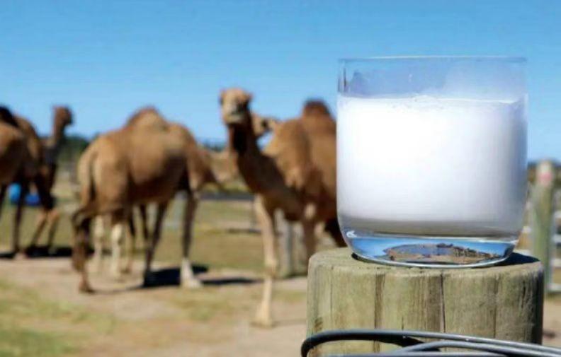 补钙喝什么奶粉好（奶粉喝补钙好不好）-硒宝网