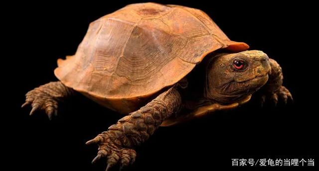 骨肽补钙效果好不好(补钙针剂骨肽的说明书)-硒宝网