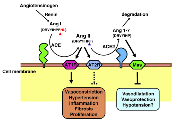 甲状腺癌补硒有用吗(甲状腺癌吃硒片好吗)-硒宝网