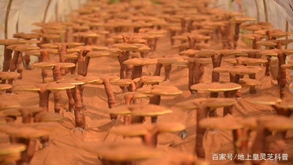 哪9大人群需要补硒(需补硒的人群)-硒宝网