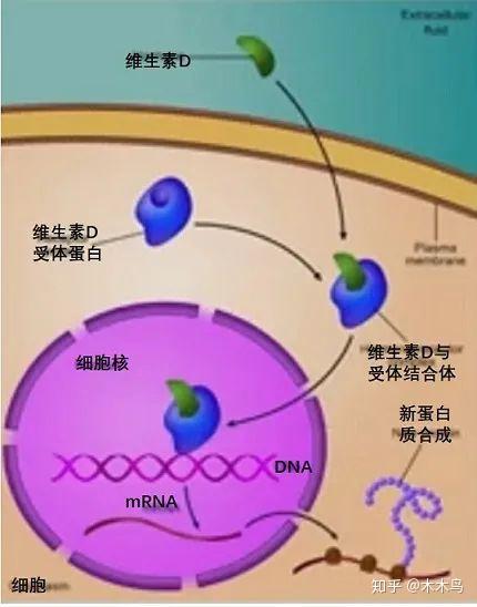 硒和锌哪个补黑色素（补充锌硒元素）-硒宝网