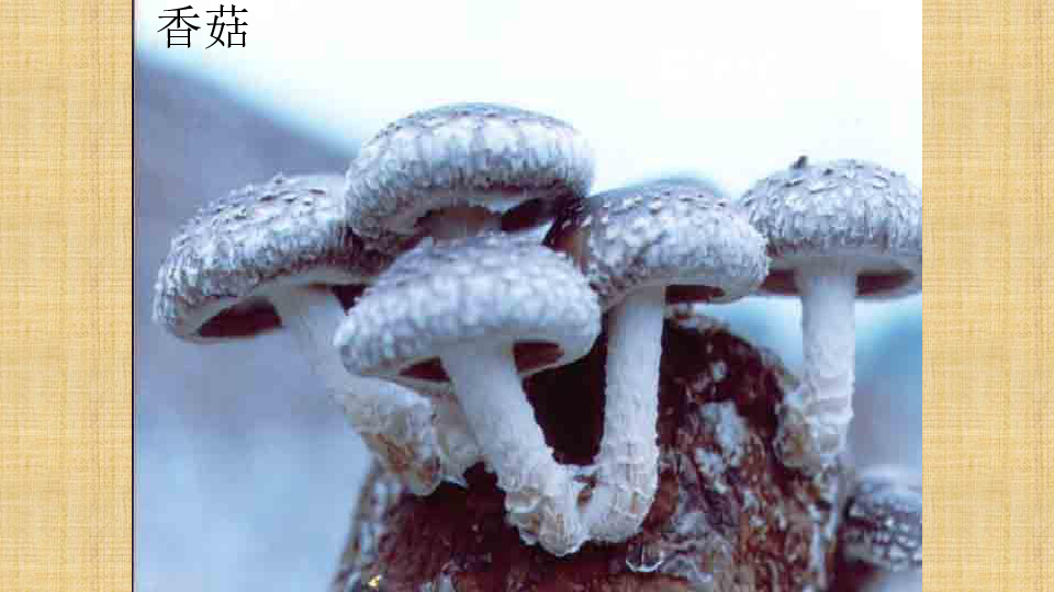 补硒会增加血小板吗(硒对血小板减少的人有什么作用)-硒宝网