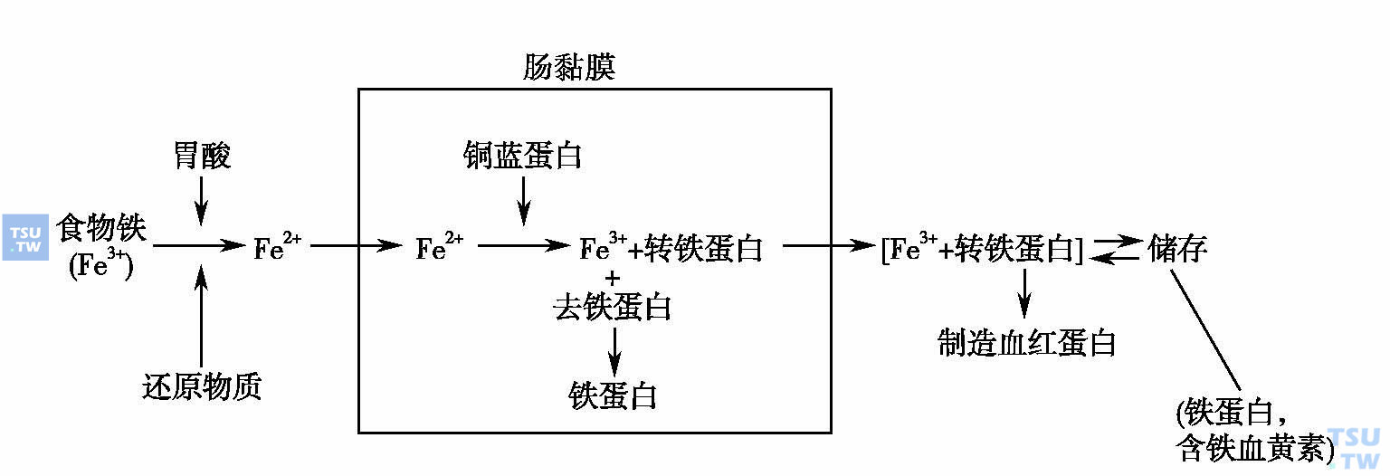 细胞微量元素(细胞微量元素含量排行)-硒宝网