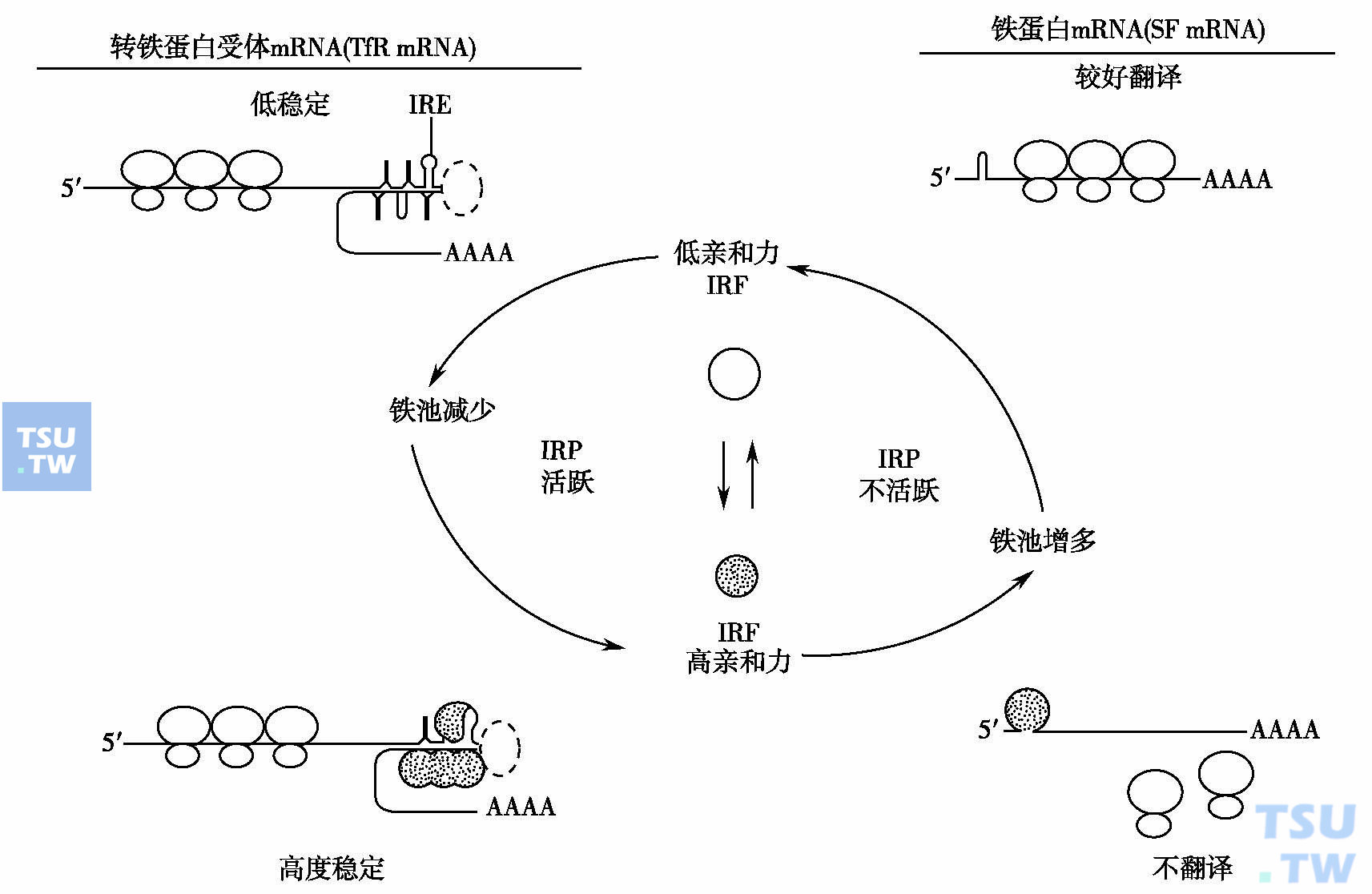 细胞微量元素(细胞微量元素含量排行)-硒宝网